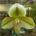 (Paph. Double Deception x Paph. Global Passport).JPG