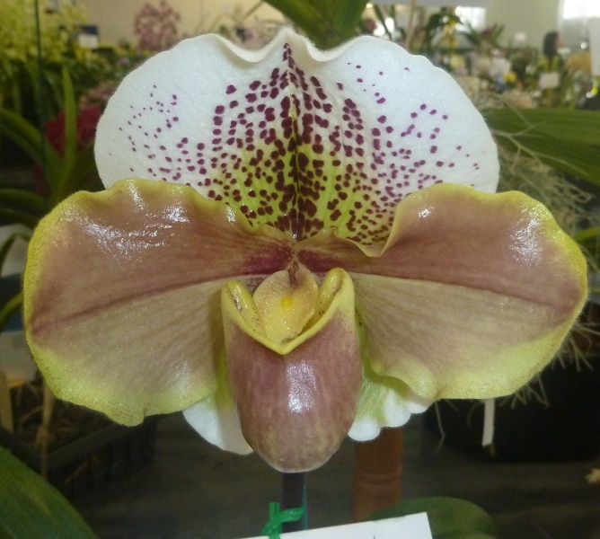 (Paph. Personnella x Paph. Winston Churchill).JPG