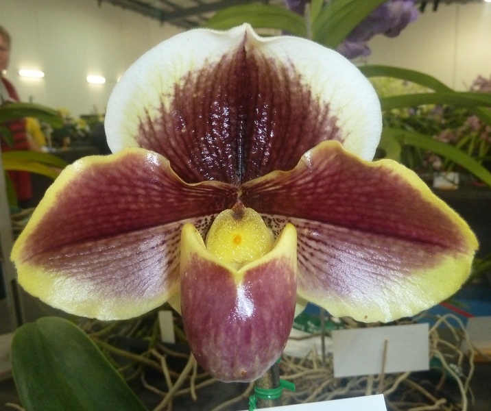 (Paph. Royale x Paph. Levity).JPG