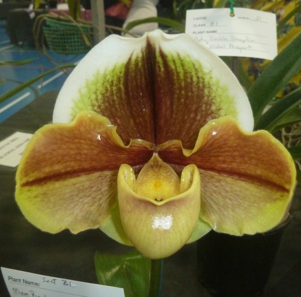 Paph. Memoria Barbara Francis.JPG