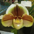 Paph. Memoria Barbara Francis.JPG