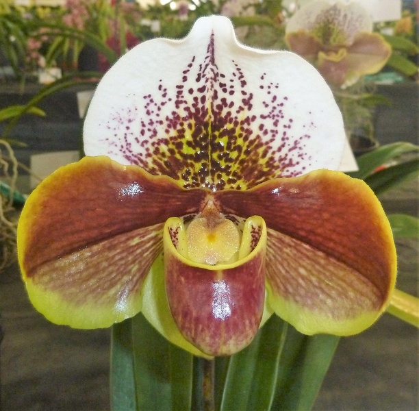 Paph. Memoria Barbara Francis 2.JPG