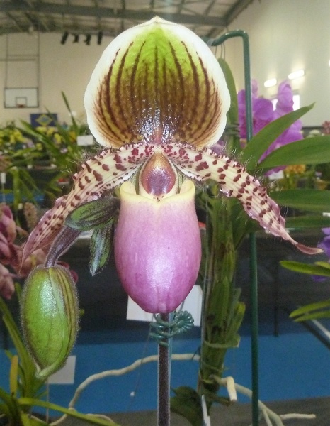 Paph. Yongala.JPG