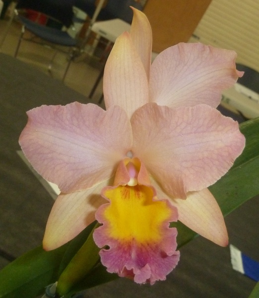 C. Horace x (Rth. Niña de Primavera x Rth. Orange Nuggett)