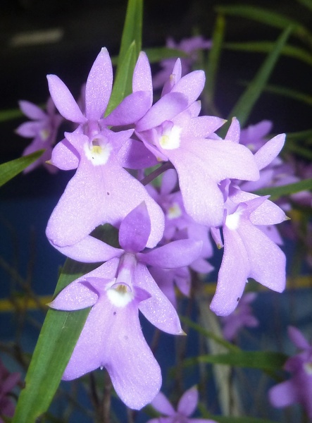 Epi. centropetalum syn Oerstedella [Oe.] centradenia.JPG