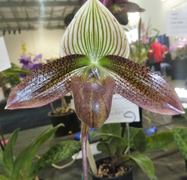 (Paph. Macabre Station x Paph. wardii).JPG