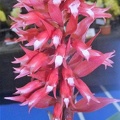 speciosum