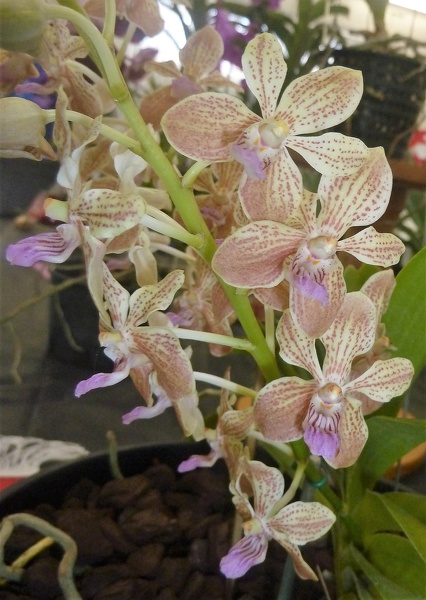 Vandachostylis (Van.) Agusan River (V. lamellata x Rhy. gigantea).JPG