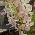 Vandachostylis (Van.) Agusan River (V. lamellata x Rhy. gigantea).JPG