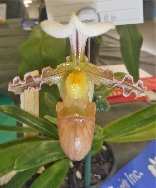 Paph. tranlienianum.JPG