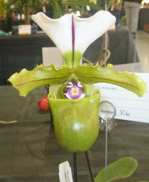 Paph. spicerianum.JPG