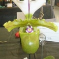 Paph. spicerianum.JPG