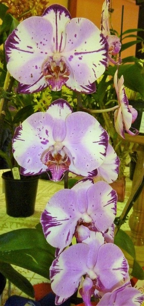 Phal. Magic Art.JPG