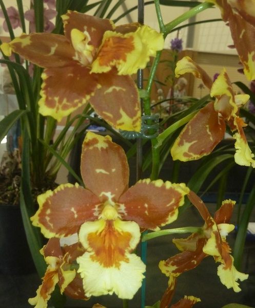 (Onc. Tiger Star x Onc. Kendrick Williams).JPG