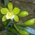 (Rlc. Hawaiian Passion x E. randii).JPG