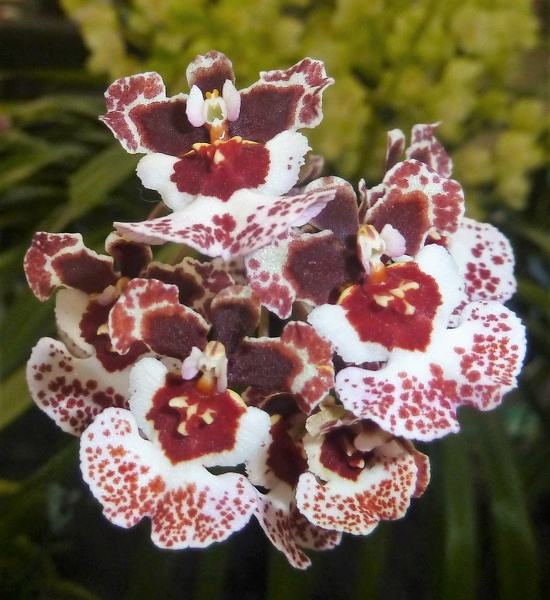 (Rrm. David Butcher x Tolu. Willowbank Strawberry).JPG