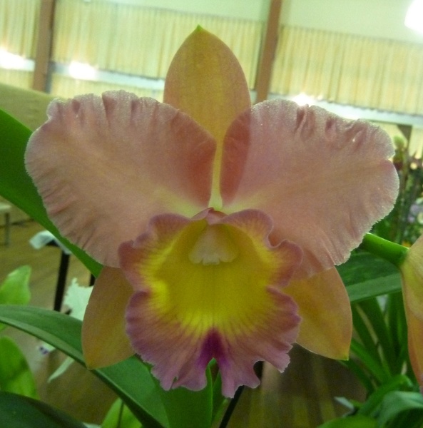 Rlc. Rosella Scorpio.JPG