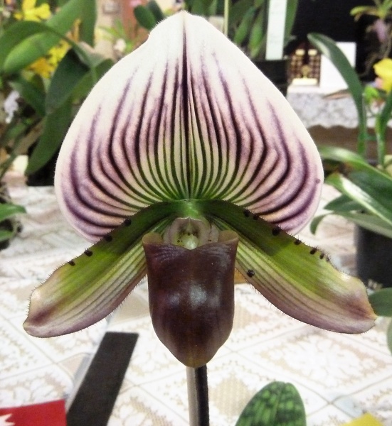 (Paph. Hsinying Caleo x Paph. Shin-Yi Apple).JPG