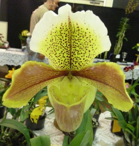 (Paph. Lady Churchill x Paph. Sally Ann Dulin).JPG