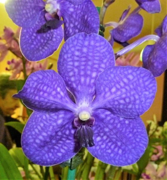 V. Patcharee Delight 'Toyko Blue'.JPG