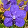 V. Patcharee Delight 'Toyko Blue'.JPG