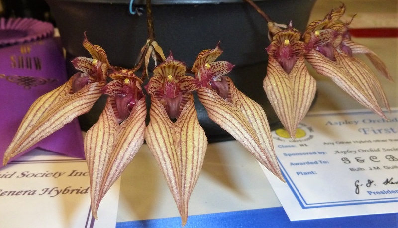 J.M. Guilloty (Bulb. annandalei x Bulb. frostii.JPG