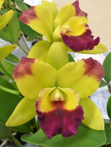 (Rlc. Shinfong Crown x Rlc. Sierra Belle).JPG