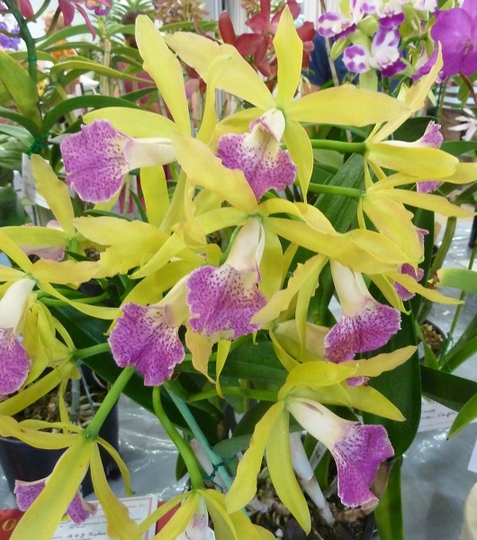 (Rth. Sunny Sword x Bc. Binosa).JPG