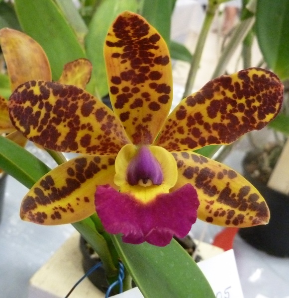 C. Jungle Eyes (C. Jungle Elf x C. aclandiae).JPG