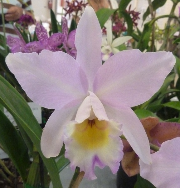 Lc. Puppy Love (C. Dubiosa (1890) x L. anceps).JPG