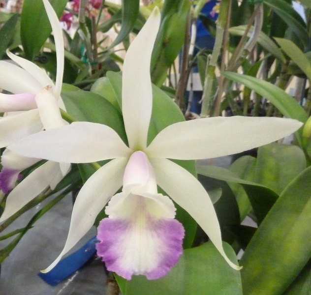 Bc. Marg Putman (C. intermedia x Bc. Morning Glory)..JPG