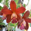 Ctt. Anne Tapper (Ctt. Chocolate Drop x C. Precious Stones).JPG