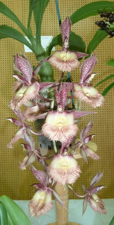 Frilly Doris "Svolll" x Orchidglade "Dave Ranches"