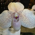 Paph. Vanda M. Pearman (Paph. bellatulum x Paph. delenatii).JPG