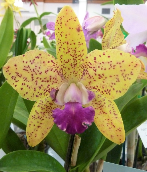 C. Katherine Clarkson x Rlc. Sun Spots