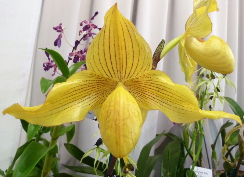 Paph. Dollgoldi.JPG