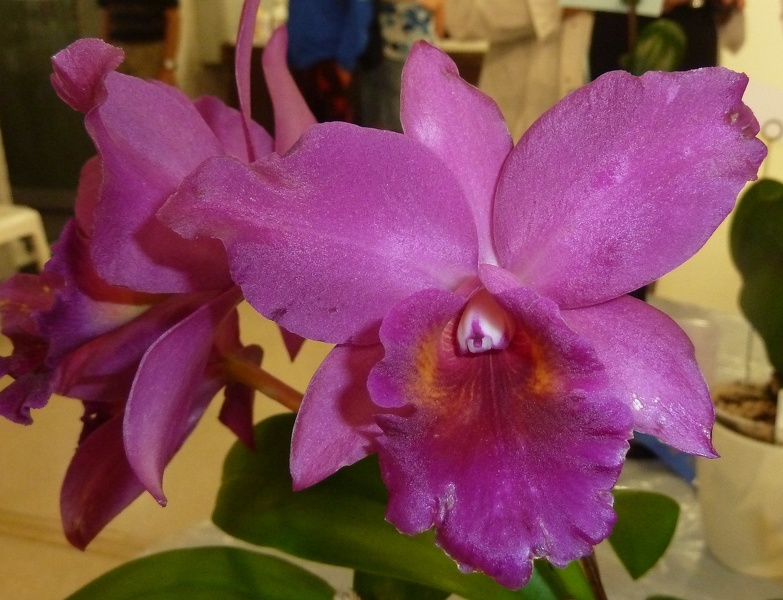 Ctt. Chocolate Drop x Rlc. Burdekin Delight