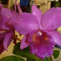 (Ctt. Chocolate Drop x Rlc. Burdekin Delight).JPG