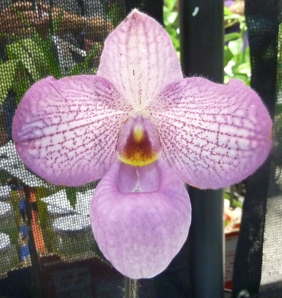 Paph. Magic Lantern (Paph. micranthum x Paph. delenatii).JPG