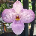 Paph. Magic Lantern (Paph. micranthum x Paph. delenatii).JPG