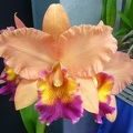 Rlc. Swan's Sundance 'Sunset'.JPG