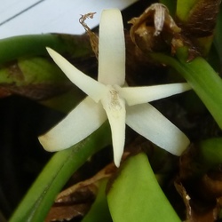 Ceratostylis (Css.)