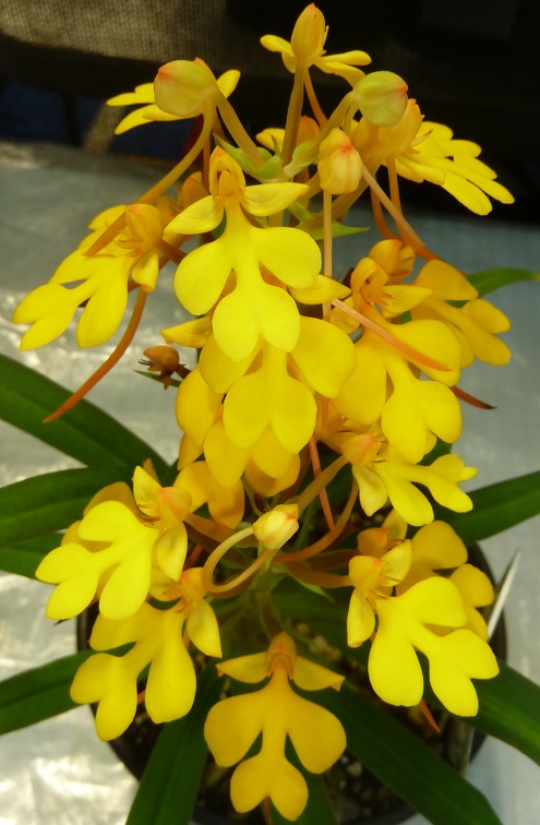 rhodocheila "Yellow"