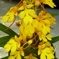 rhodocheila "Yellow"