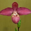 (Phrag. Waunakee Sunset x Phrag. Rosalie Dixler).JPG