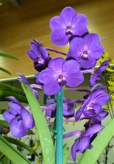 Tan Chai Beng "Purple Blue"