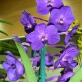 Tan Chai Beng "Purple Blue"