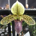 Paph. Graham Robertson (Paph. sukhakulii x Paph. henryanum).JPG