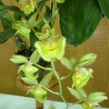 Ctsm. Lovena (Ctsm. fimbriatum x Ctsm. Susan Fuchs).JPG