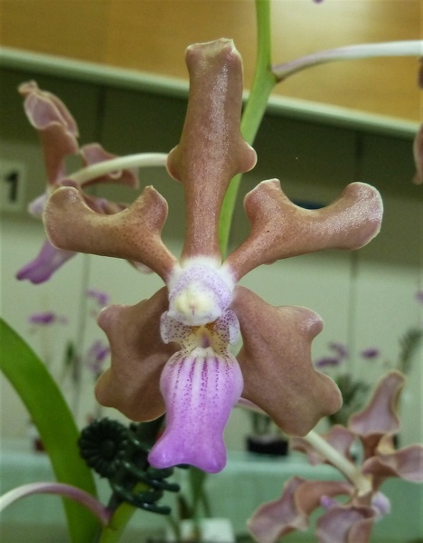 (V. tessellata 'Black' x Vasco. Veeraphol 'Fragrance').JPG